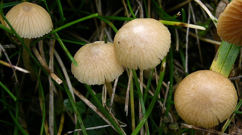 Galerina da determinare n�6
